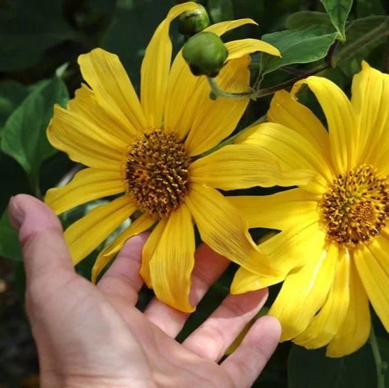 Yellow Mexican Sunflower Seeds, Tithonia Diversifolia, Perennial Flower Seeds to Attract Bees and Butterflies, Ideal for Ornamental Gardens, Beds, Patios