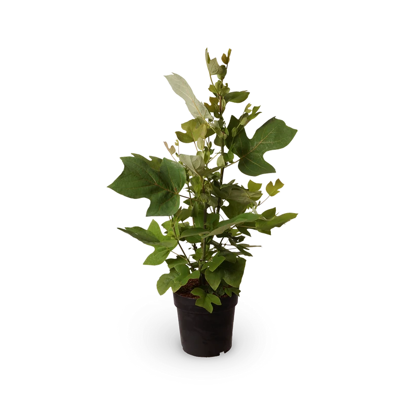 Tulpenbaum