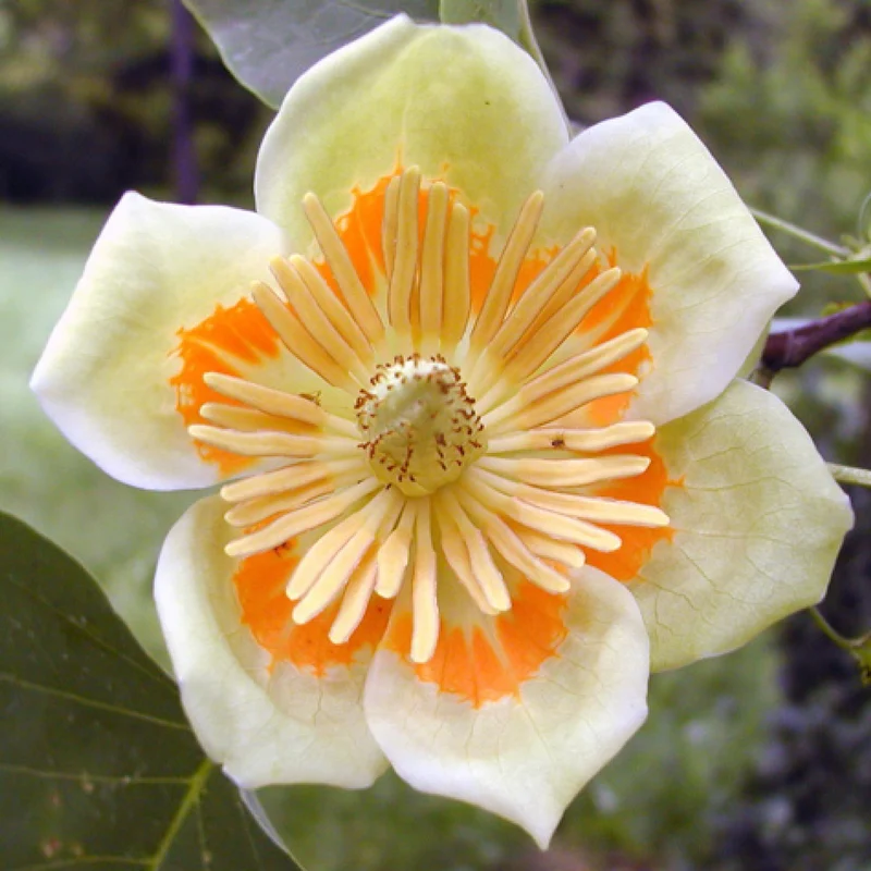 Tulpenbaum