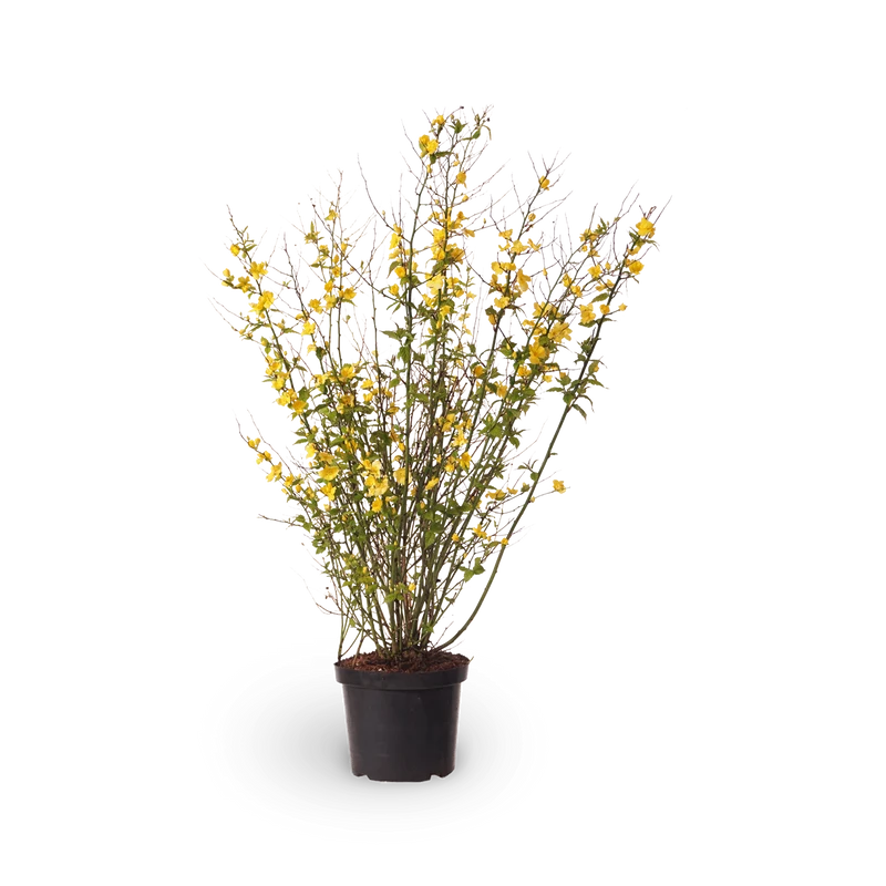 Gelbbunter Ranunkelstrauch 'Golden Guinea'