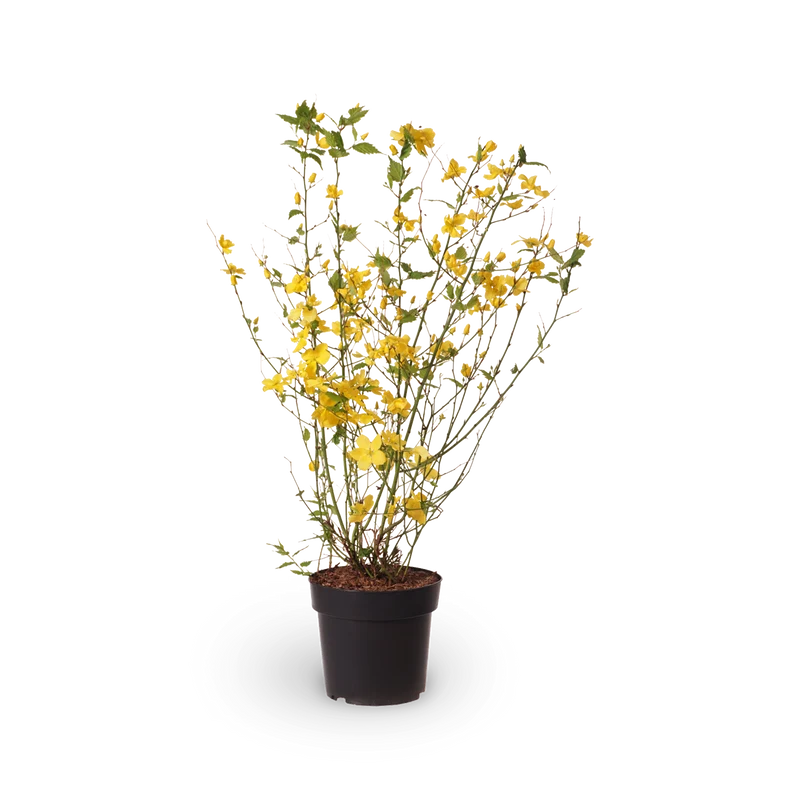 Gelbbunter Ranunkelstrauch 'Golden Guinea'