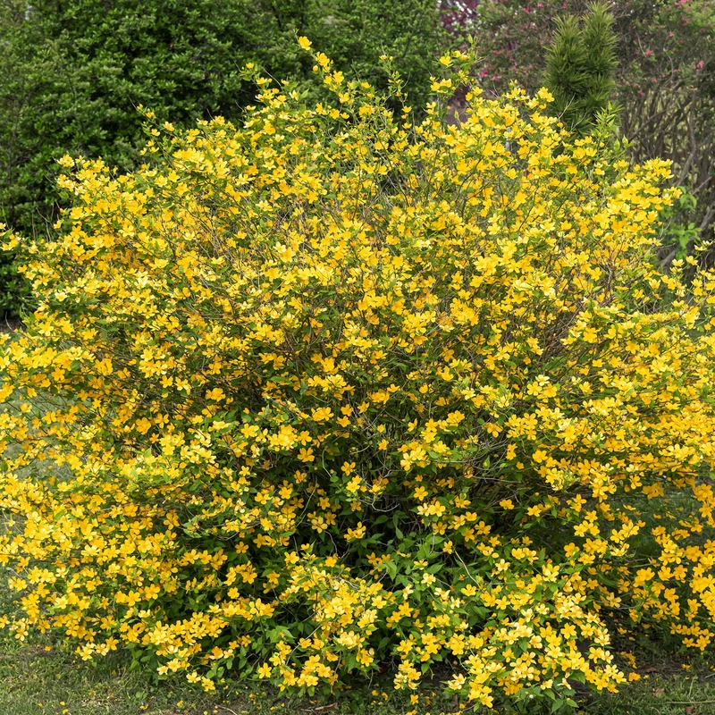 Gelbbunter Ranunkelstrauch 'Golden Guinea'
