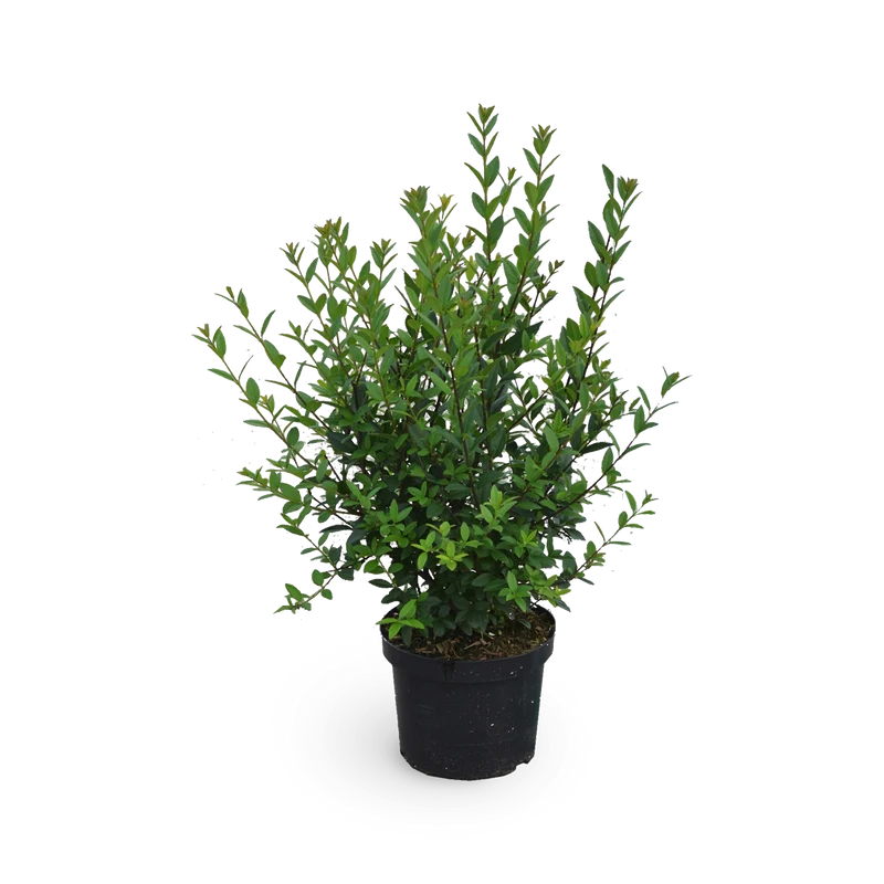 Liguster 'Atrovirens Select'