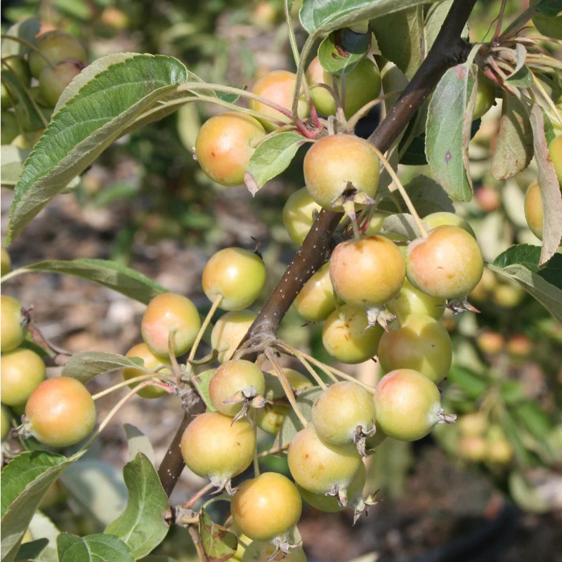 Zierapfel 'Golden Hornet'