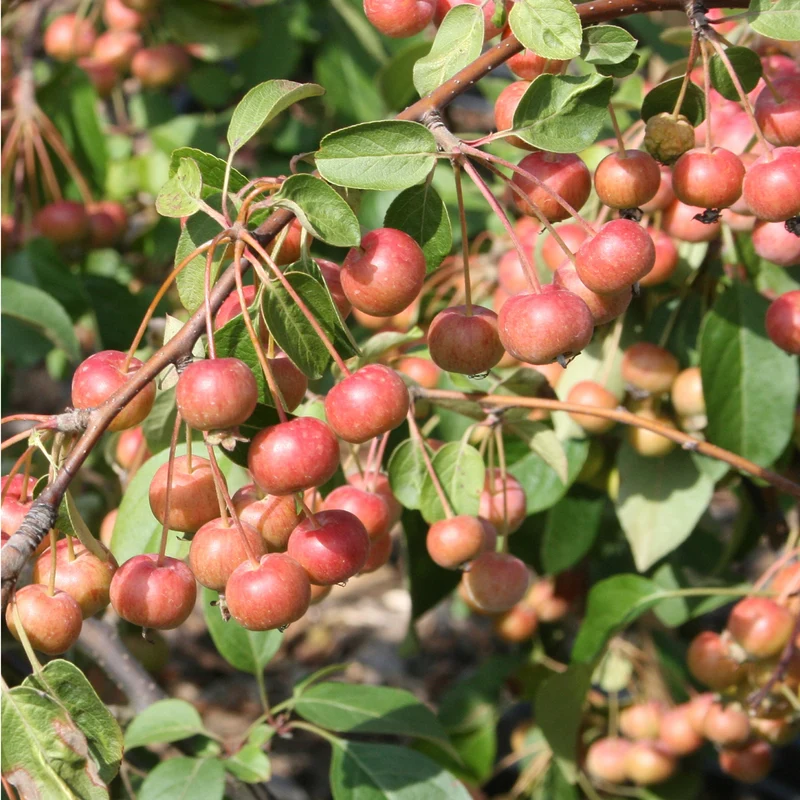 Zierapfel 'Red Sentinel'