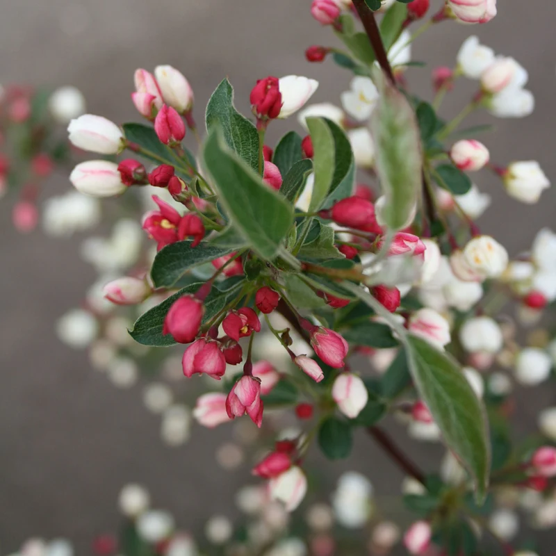 Zierapfel 'Tina'
