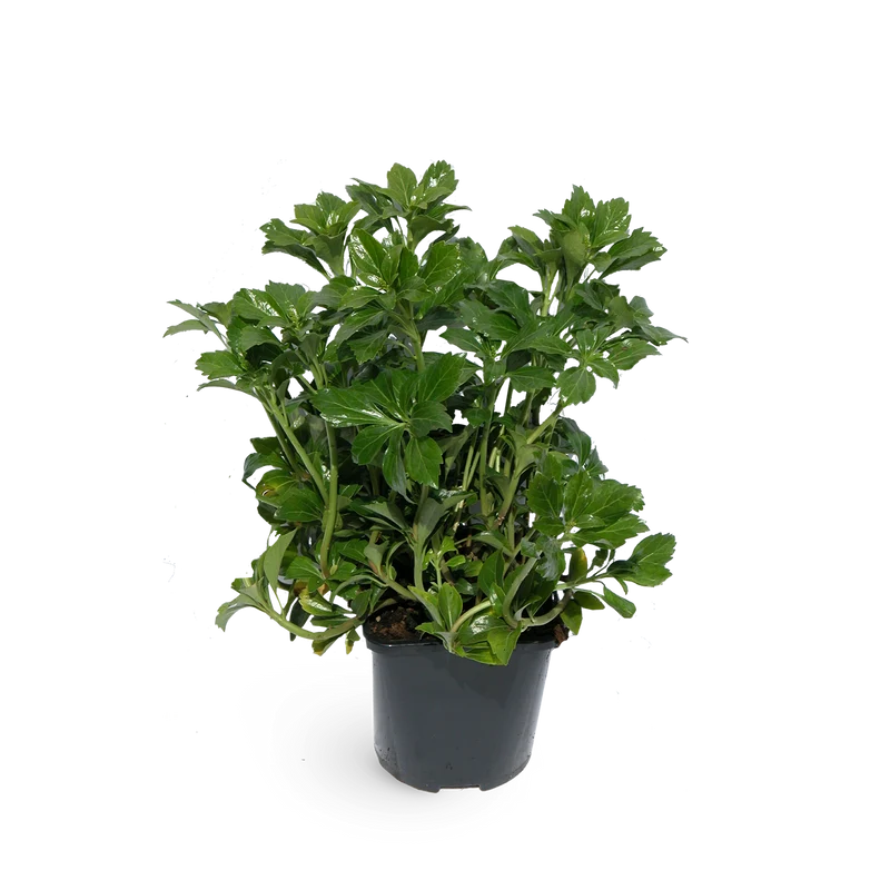 Pachysandra terminalis (Mehrfach-Set)