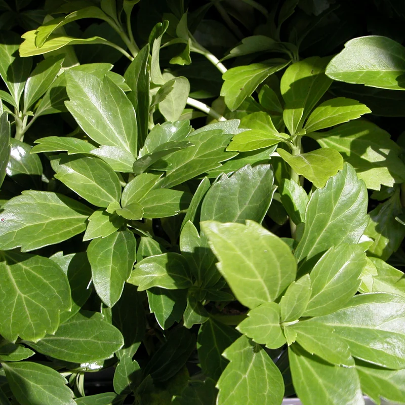 Pachysandra terminalis (Mehrfach-Set)