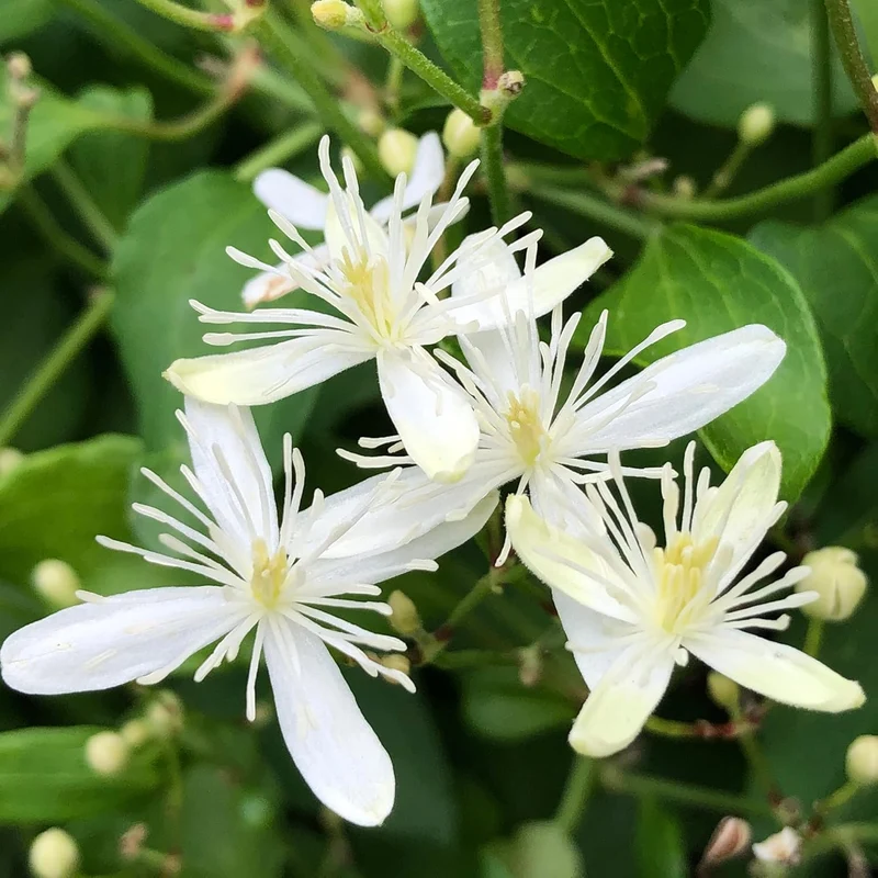 Sweet Autumn Clematis Seeds (Clematis Terniflora) Perennial Vine, Fragrant, Fast Growing for Fence, Arbor, Ground Cover