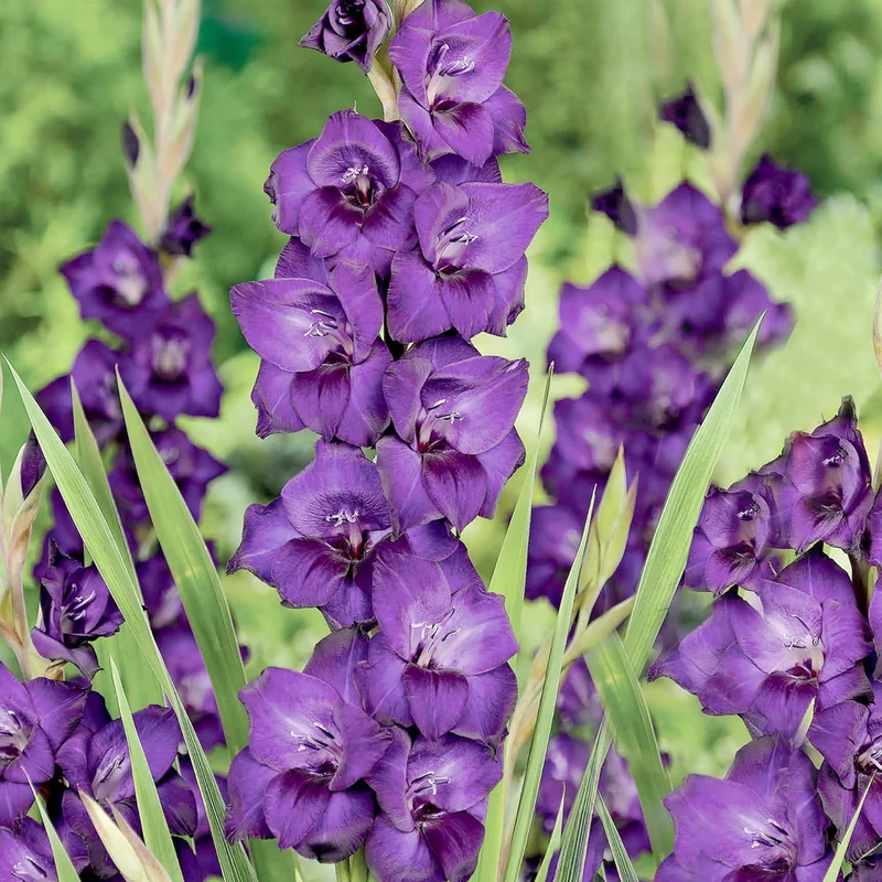 Purple Gladiolus Seeds – Low Maintenance Cut Flower for Garden Borders