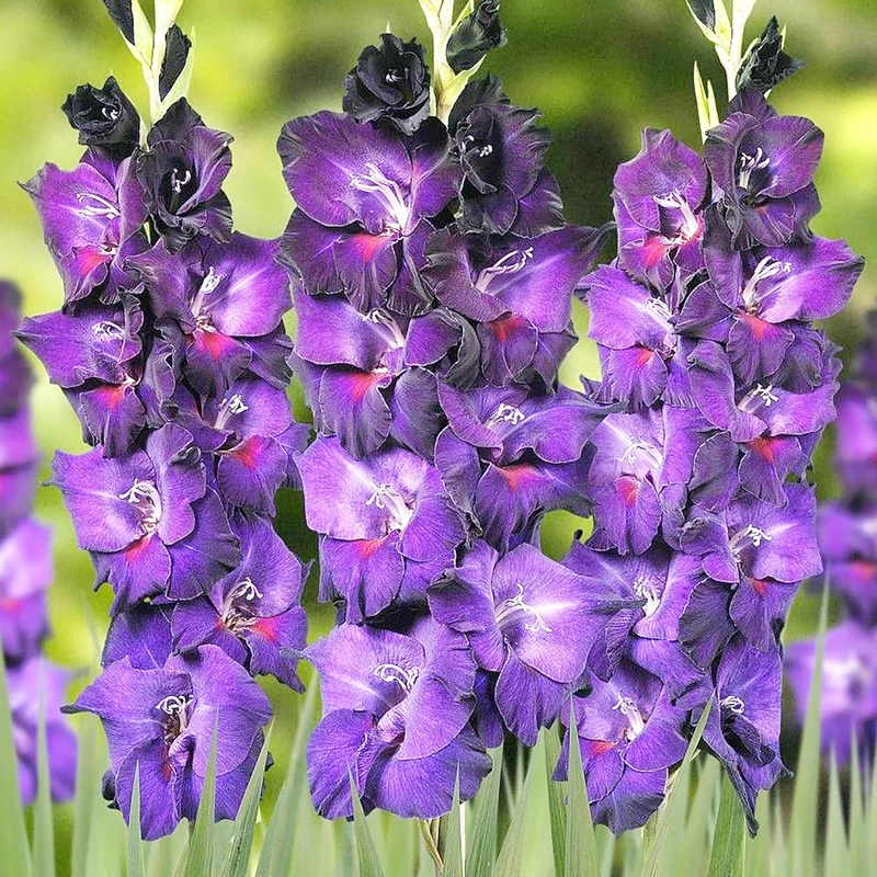 Purple Gladiolus Seeds – Low Maintenance Cut Flower for Garden Borders