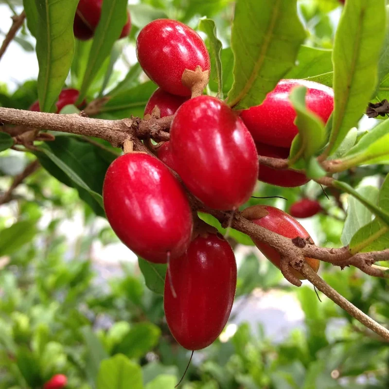 Synsepalum Dulcificum Seeds Miracle Berry, Miracle Fruit Red Berries for Outdoor Growing