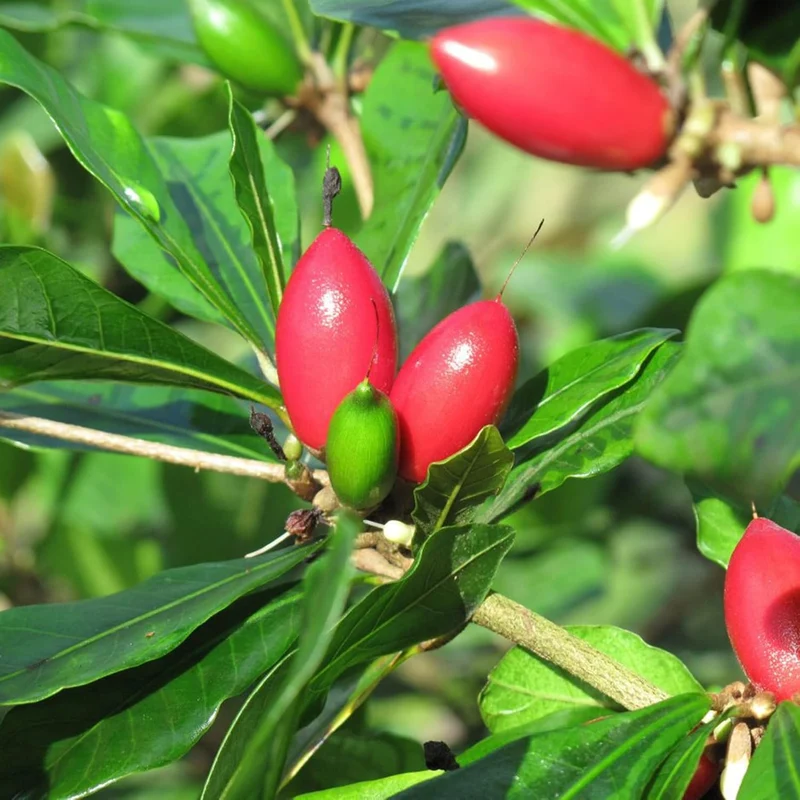 Synsepalum Dulcificum Seeds Miracle Berry, Miracle Fruit Red Berries for Outdoor Growing