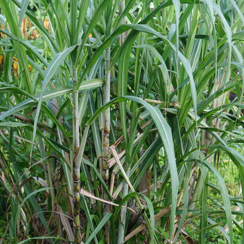 Sugar Cane Plant Seeds Premium Quality for Garden and Landscaping