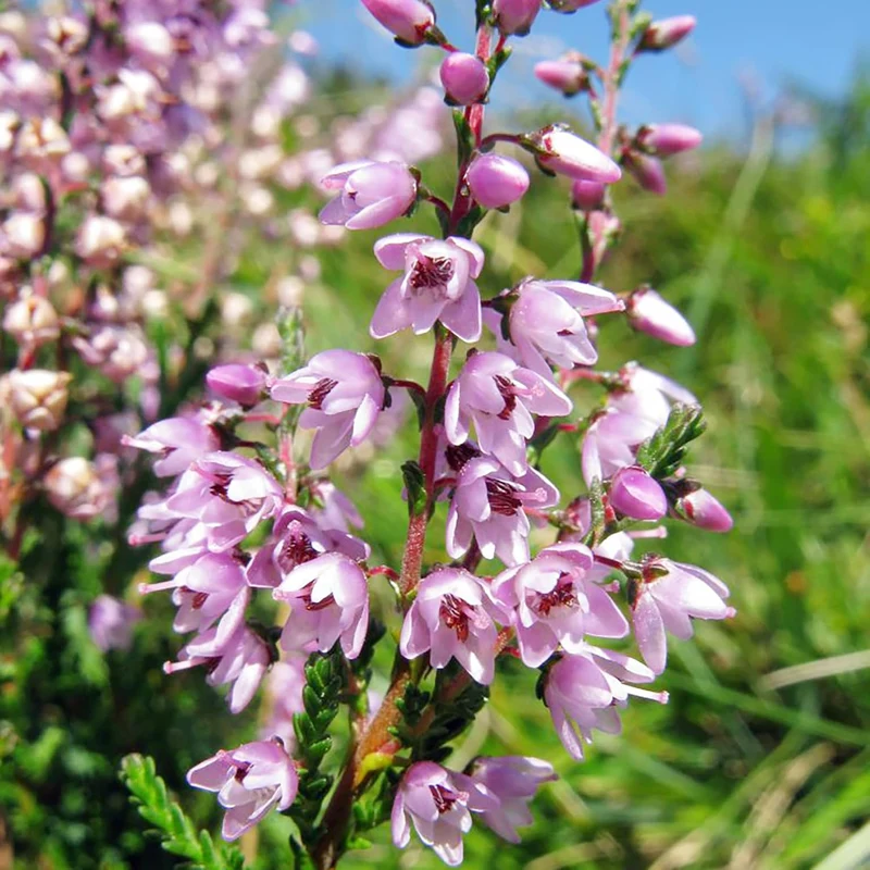 Heather Seeds (Scotch Heather Seeds) - Low-Growing Evergreen Shrub for Patios and Gardens