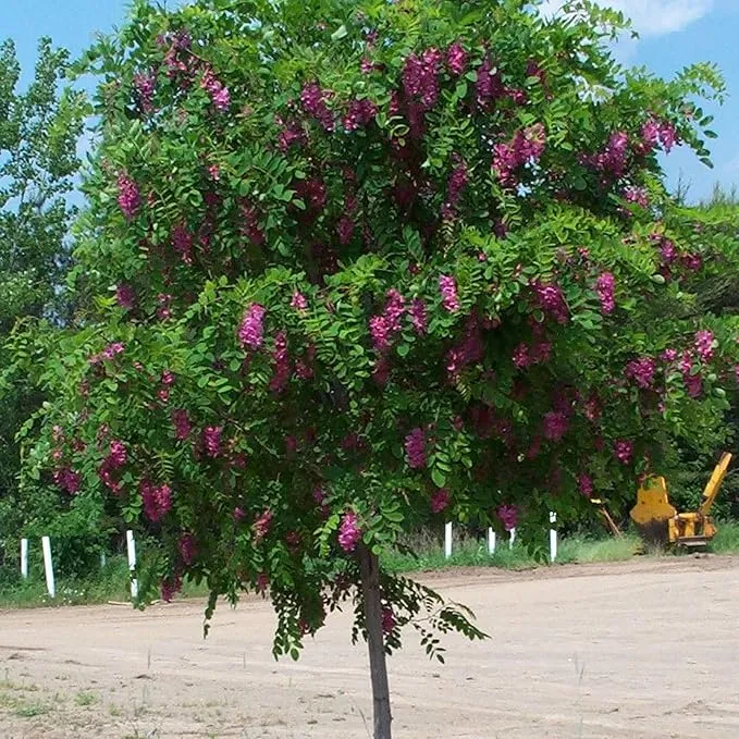 Purple Black Locust Seeds - Deciduous Ornamental Tree with Fragrant Flowers, Drought Tolerant, Attracts Pollinators