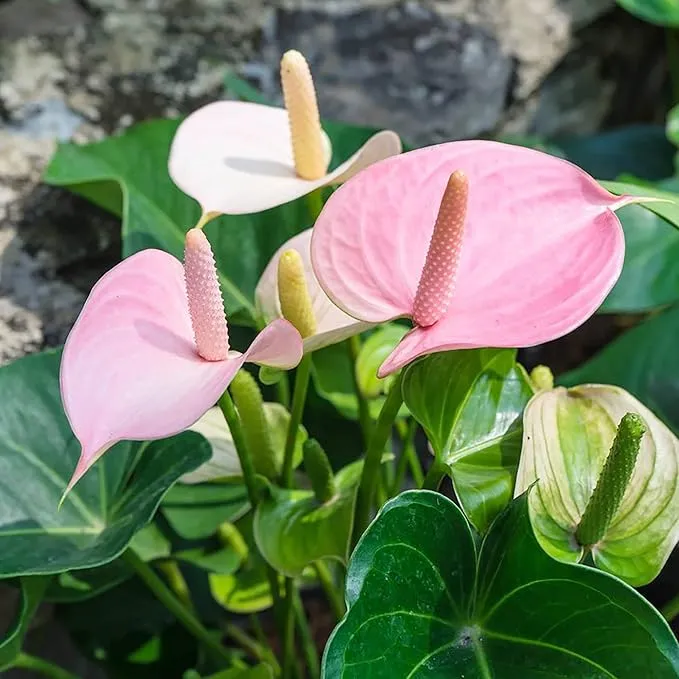 Anthurium Seeds (Flamingo Flower Seeds) - Evergreen Perennial for Indoor and Outdoor Containers