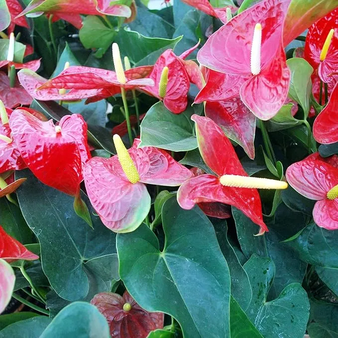 Anthurium Seeds (Flamingo Flower Seeds) - Evergreen Perennial for Indoor and Outdoor Containers