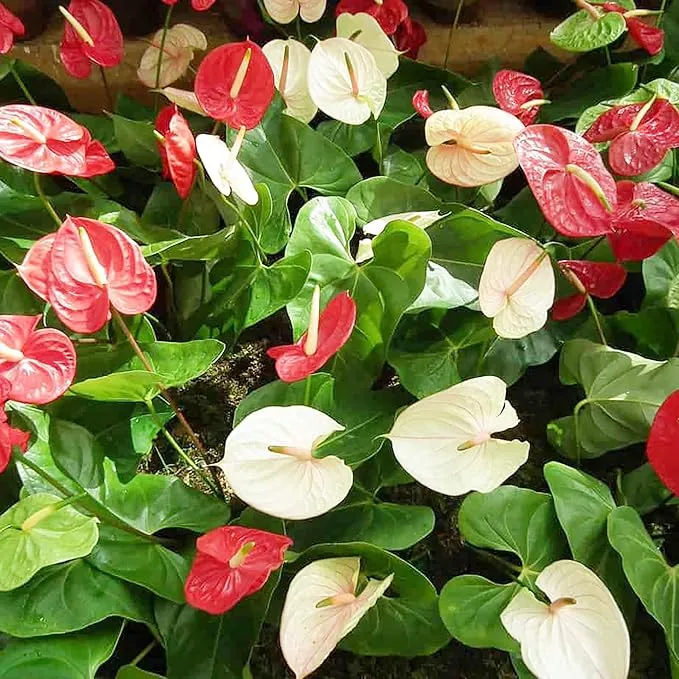 Anthurium Seeds (Flamingo Flower Seeds) - Evergreen Perennial for Indoor and Outdoor Containers
