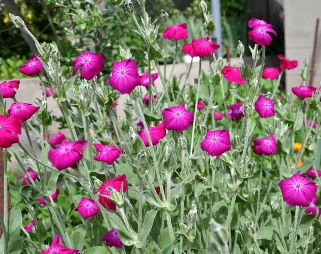 Brennnessel (Lychnis coronaria)