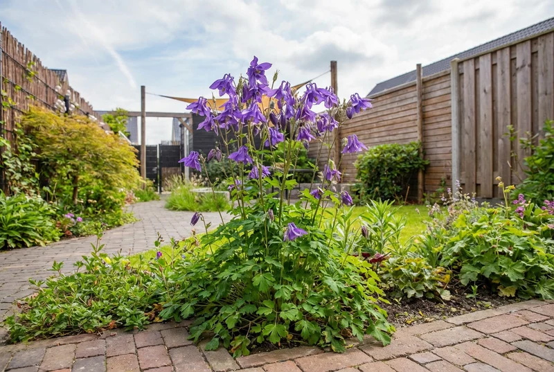 Akelei (Aquilegia alpina)