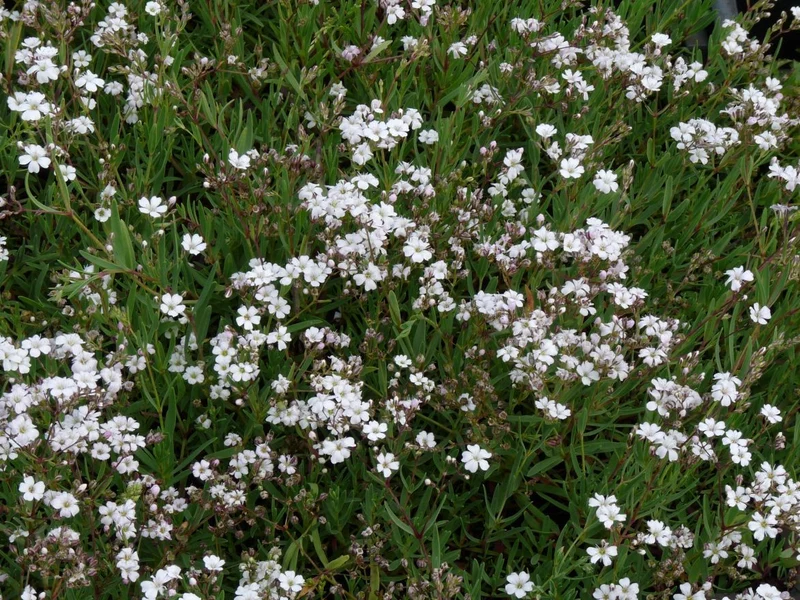 Schleierkraut (Gypsophila repens 'Alba')