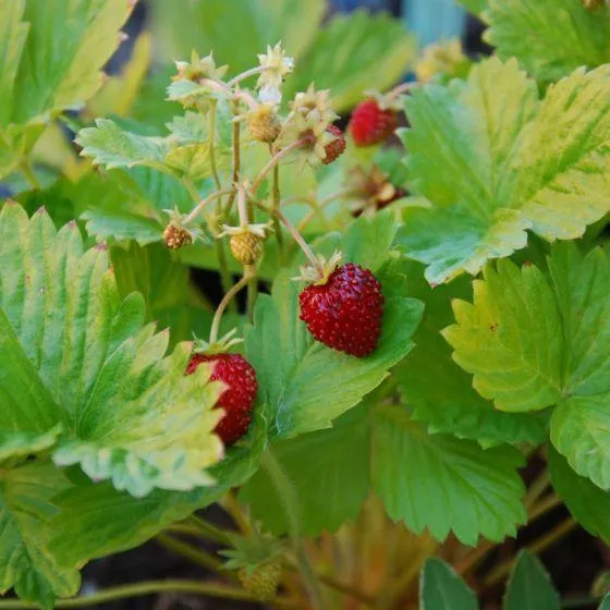 Walderdbeere (Fragaria vesca 'Alexandria')