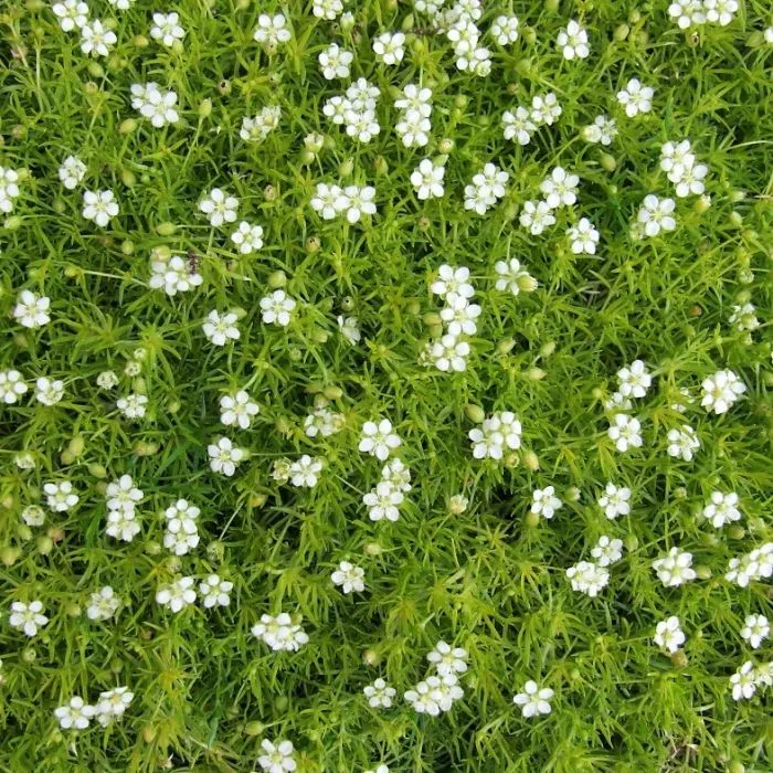 Perlkraut (Sagina subulata)