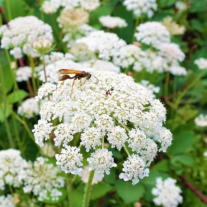 Queen Anne's Lace Seeds - Daucus Carota, Biennial, Pollinator-Friendly, Delicate Beauty with Unique Growth Pattern