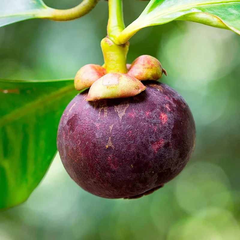 Mangosteen Seeds - Sweet Evergreen Tropical Fruit, GMO-Free for Garden