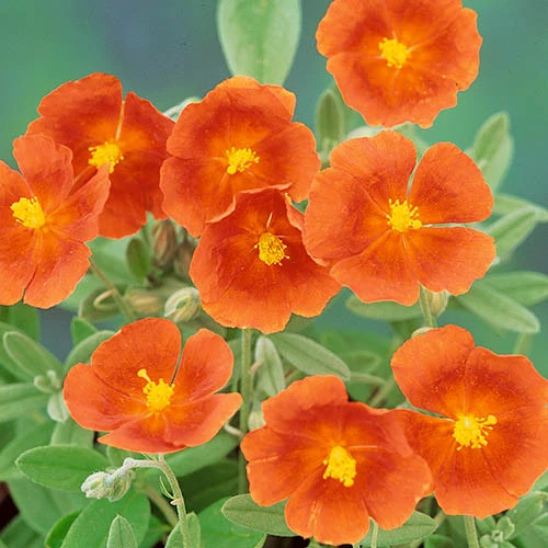 Orange Creeping Thyme Seeds - Non-GMO Perennial Fragrant, Low Maintenance Ground Cover (100 Pcs)