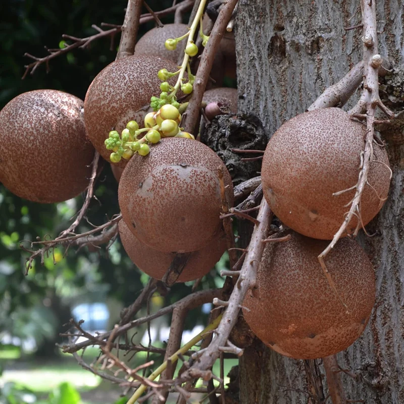 Cannonball Gourd Seeds Ideal for Birdhouses, Ornamental Edible Garden And Outdoor Trellis