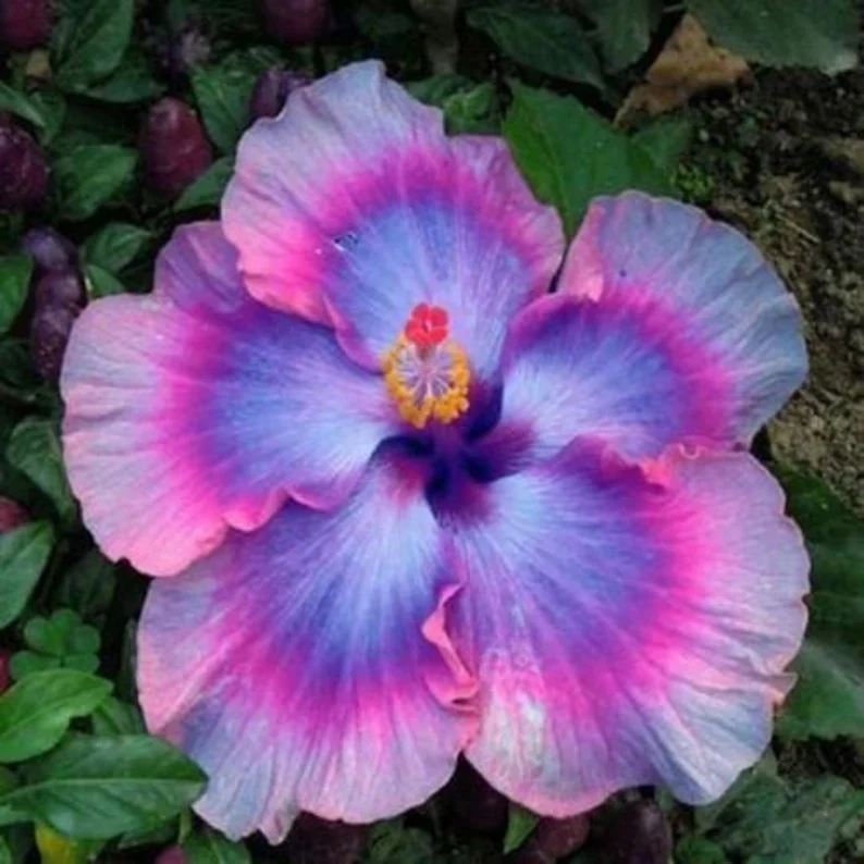 Blue Pink Purple Hibiscus Seeds Perennial, Deer Resistant, Attracts Butterflies And Hummingbirds, Low Maintenance for Beds, Borders, Patio, Containers
