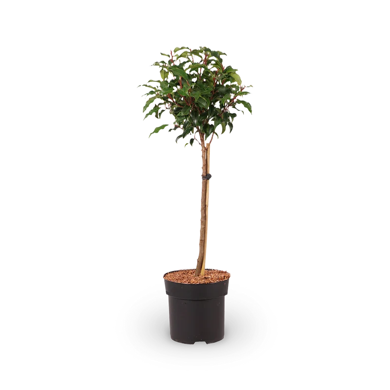 Portugiesische Lorbeerkirsche 'Brenelia'®