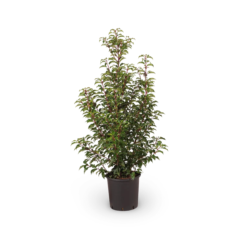 Portugiesische Lorbeerkirsche 'Brenelia'®