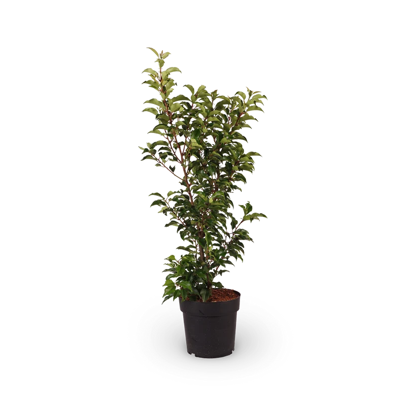 Portugiesische Lorbeerkirsche 'Brenelia'®