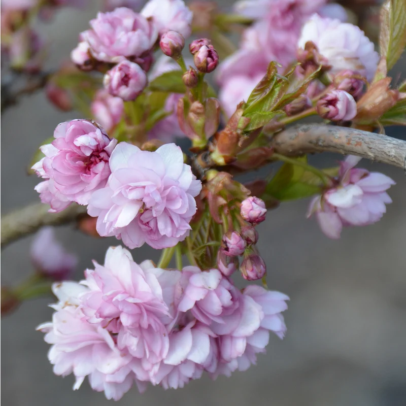 Japanische Hänge-Nelkenkirsche 'Kiku-shidare-zakura'