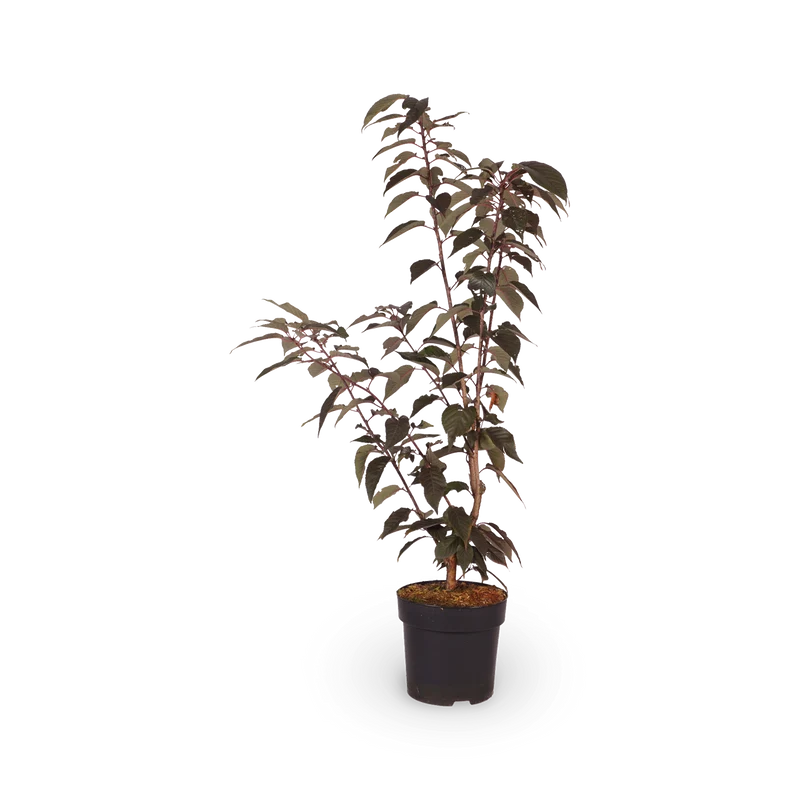 Japanische Nelkenkirsche 'Royal Burgundy'