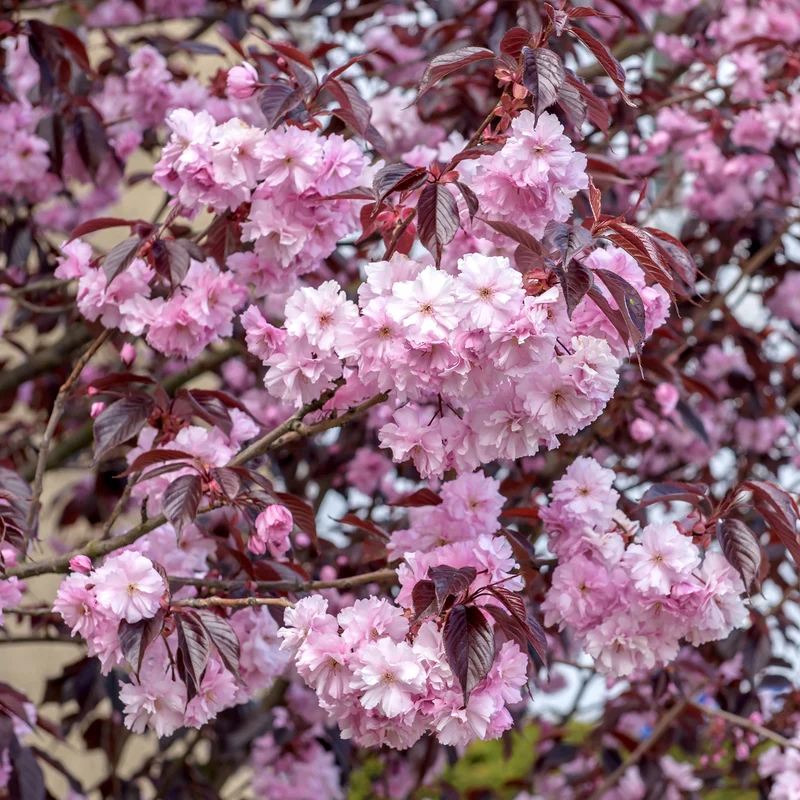 Japanische Nelkenkirsche 'Royal Burgundy'