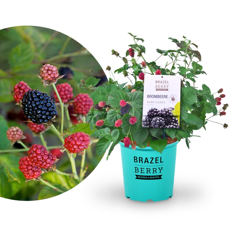 Brombeere Brazelberry® 'Baby Cakes'®