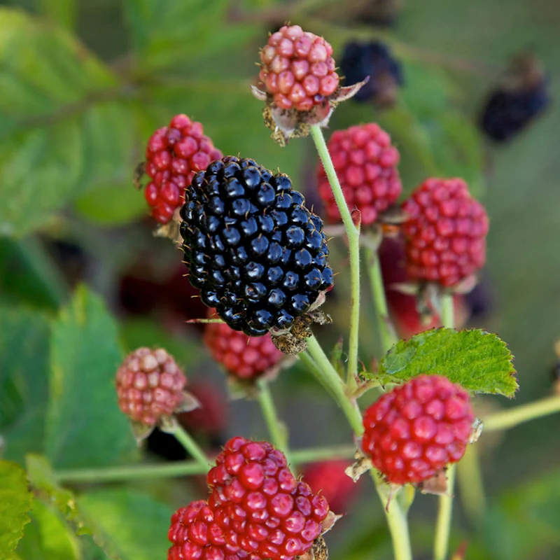 Brombeere Brazelberry® 'Baby Cakes'®