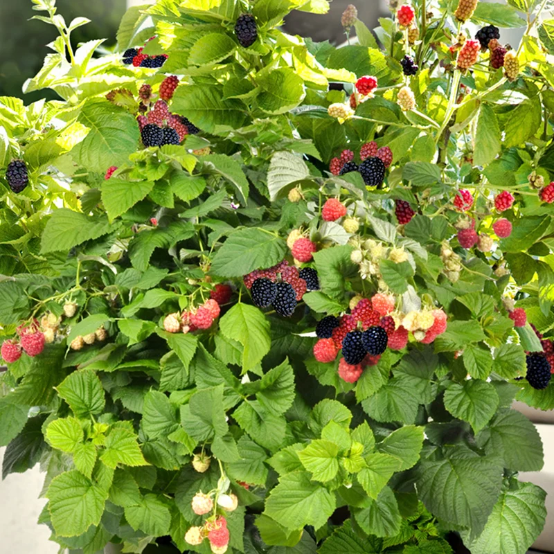 Brombeere Brazelberry® 'Baby Cakes'®