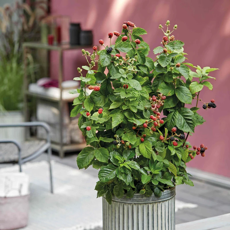 Brombeere Brazelberry® 'Baby Cakes'®