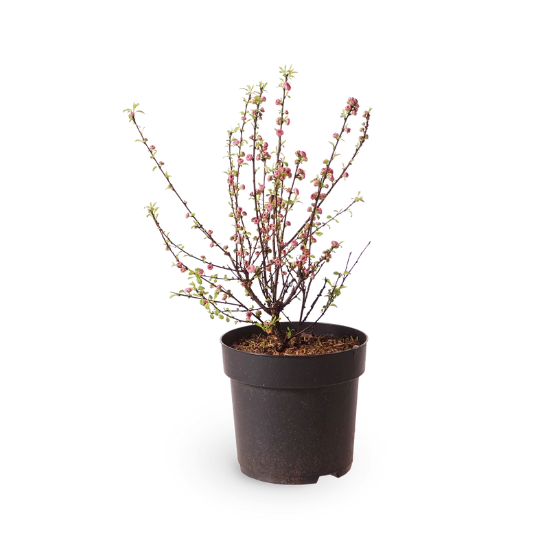 Mandelbäumchen 'Rosenmund'