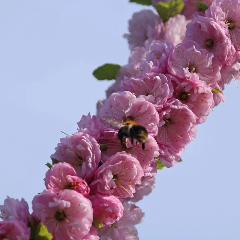 Mandelbäumchen 'Rosenmund'