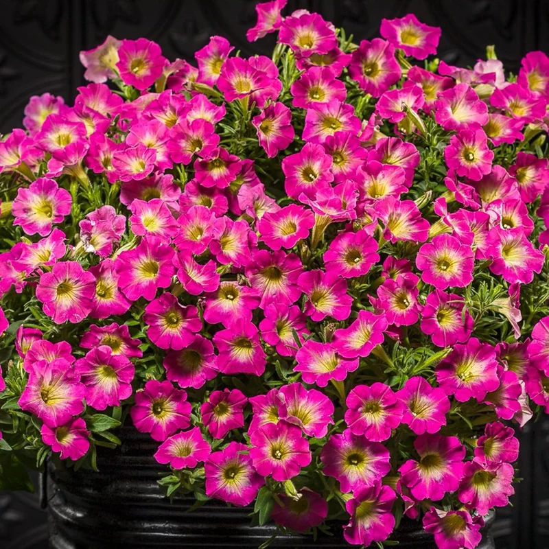 Petunia 'Supertunia Daybreak Charm' Seeds Showy Flowers Drought Tolerant Attract Hummingbirds Hanging Baskets Beds Outdoor Flower Seeds
