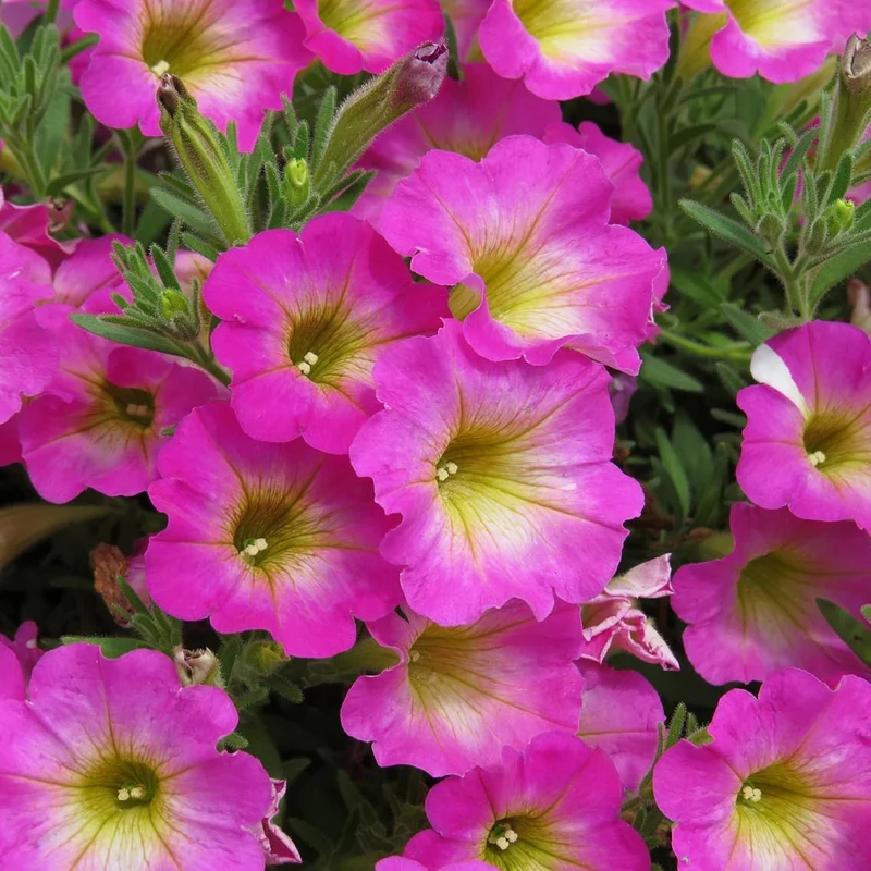 Petunia 'Supertunia Daybreak Charm' Seeds Showy Flowers Drought Tolerant Attract Hummingbirds Hanging Baskets Beds Outdoor Flower Seeds