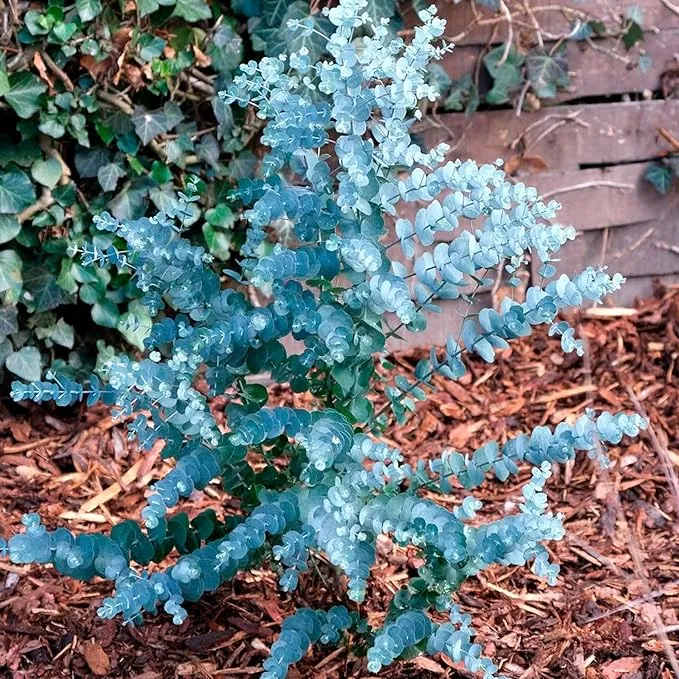 Eucalyptus Gunnii Seeds - Perennial Silver Dollar Tree, Great for Bonsai & Landscaping, Evergreen Ornamental for House & Garden - 20 Pcs