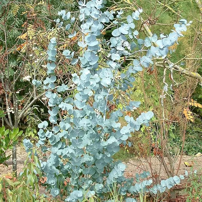 Eucalyptus Gunnii Seeds - Perennial Silver Dollar Tree, Great for Bonsai & Landscaping, Evergreen Ornamental for House & Garden - 20 Pcs