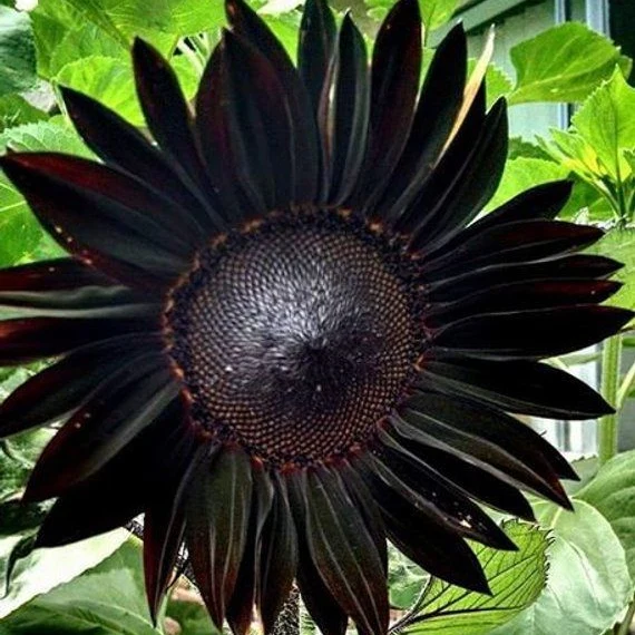Fresh Deep Black Sunflower Seeds for Garden Planting